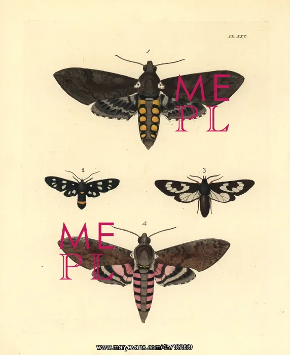 : Exotic moths : Exotic moths