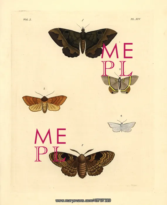 : Exotic moths : Exotic moths