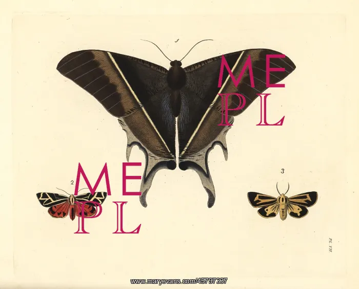  : Exotic moths
