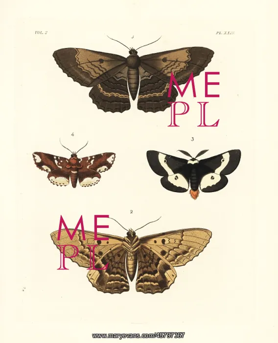 : Exotic moths : Exotic moths