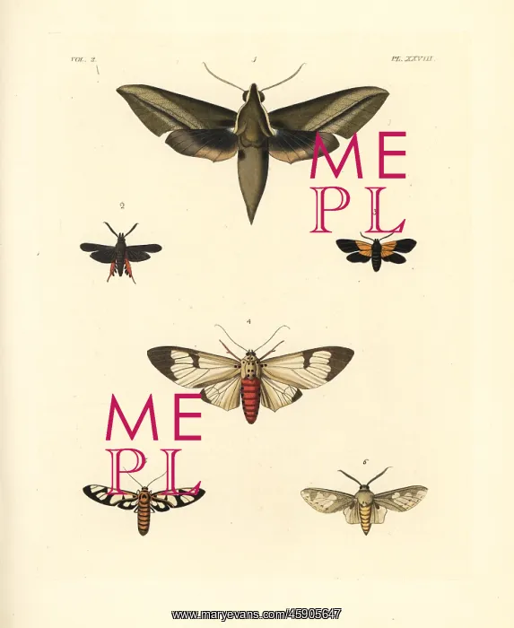  : Exotic moths