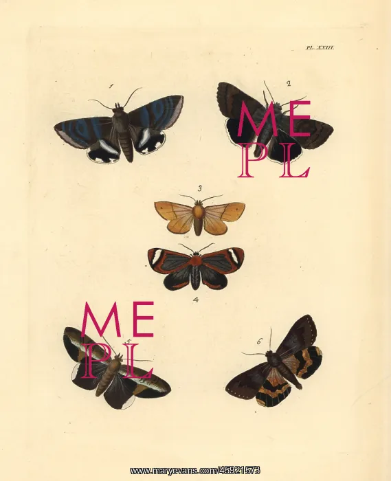 : Exotic moths : Exotic moths