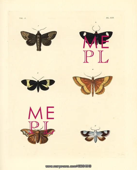 : Exotic moths : Exotic moths