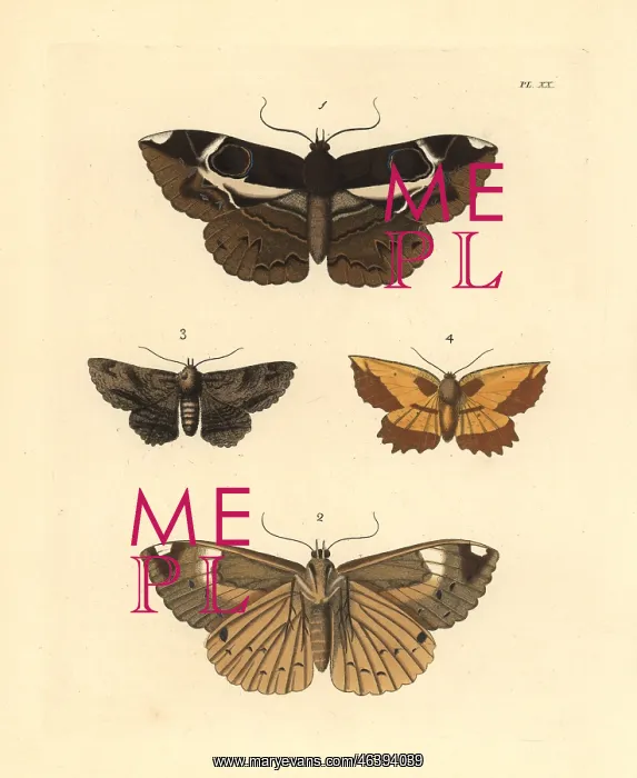 : Exotic moths : Exotic moths