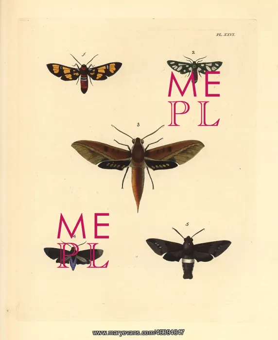 : Exotic moths : Exotic moths