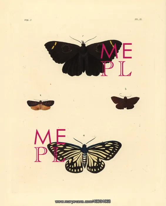 : Exotic moths : Exotic moths