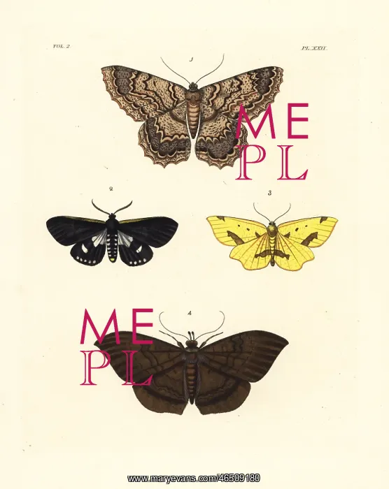  : Exotic moths