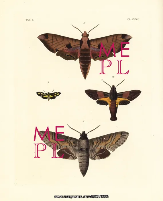 : Exotic moths including the achemon sphinx : Exotic moths including the achemon sphinx