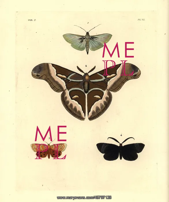 : Exotic moths including the ailanthus silkmoth : Exotic moths including the ailanthus silkmoth