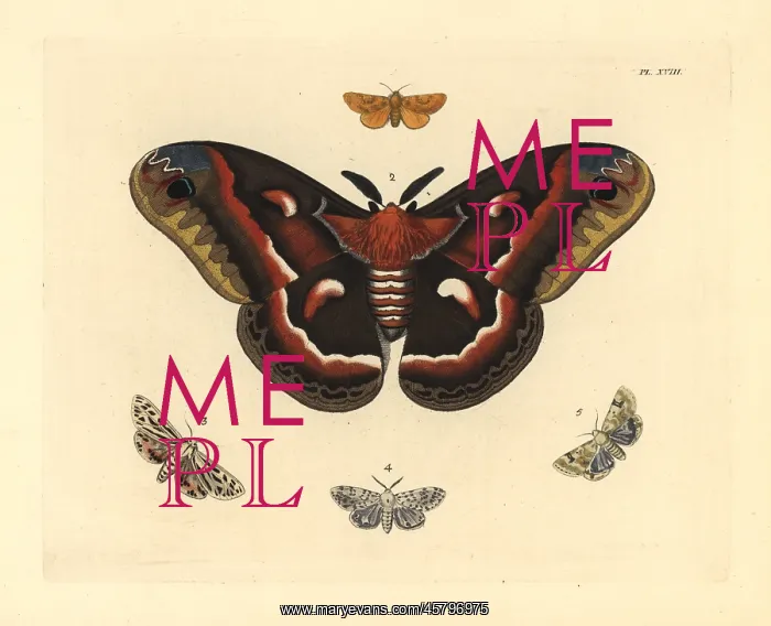 : Exotic moths including cecropia : Exotic moths including cecropia