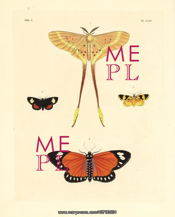 : Exotic moths including Eustera brachyura : Exotic moths including Eustera brachyura
