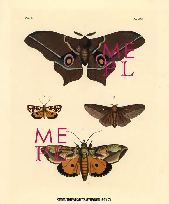 : Exotic moths including Imbrasia epimethea : Exotic moths including Imbrasia epimethea