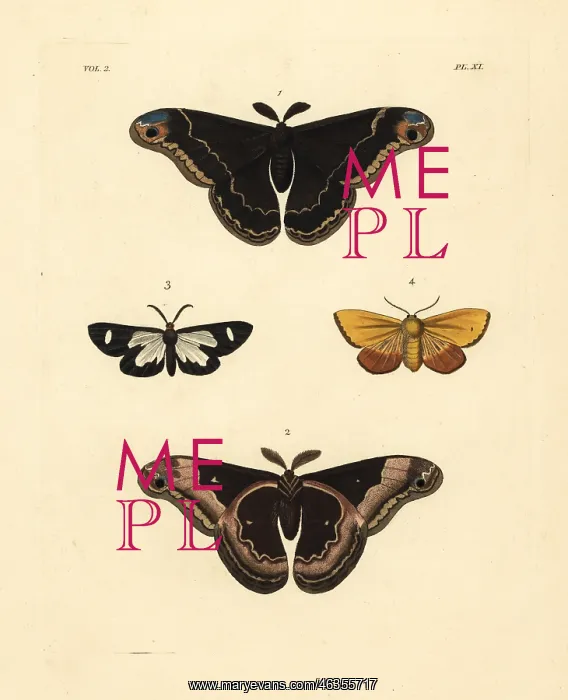 : Exotic moths including the promethea silkworm : Exotic moths including the promethea silkworm