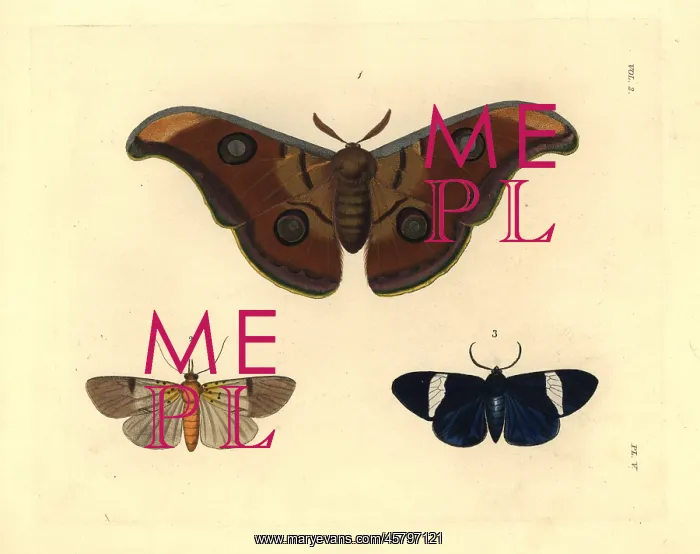 : Exotic moths including the tasar silkmoth : Exotic moths including the tasar silkmoth