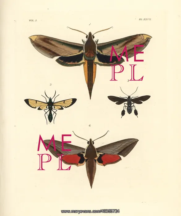 : Exotic moths including yam and Levant hawkmoths : Exotic moths including yam and Levant hawkmoths
