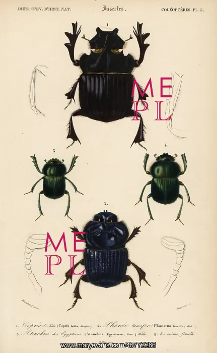 : Exotic scarab beetles : Exotic scarab beetles