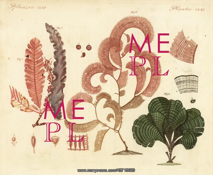 : Exotic seaweeds : Exotic seaweeds