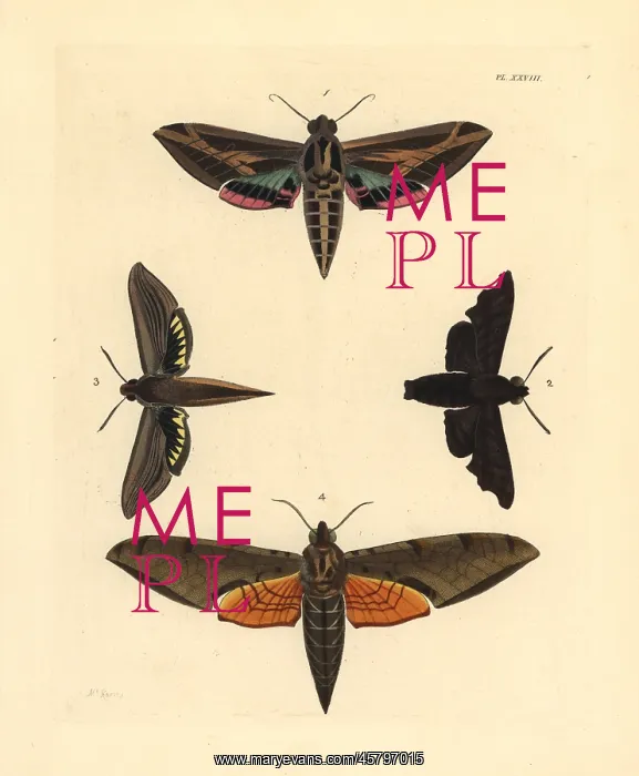 : Exotic sphinx moths : Exotic sphinx moths