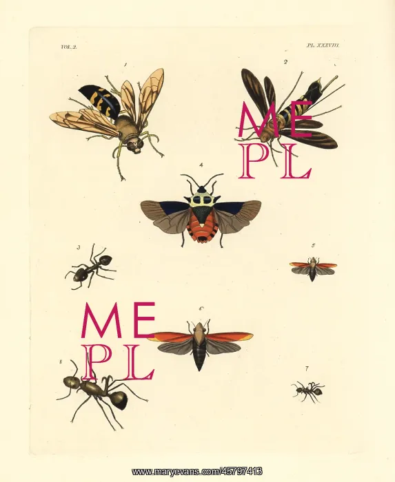 : Exotic wasps and ants : Exotic wasps and ants