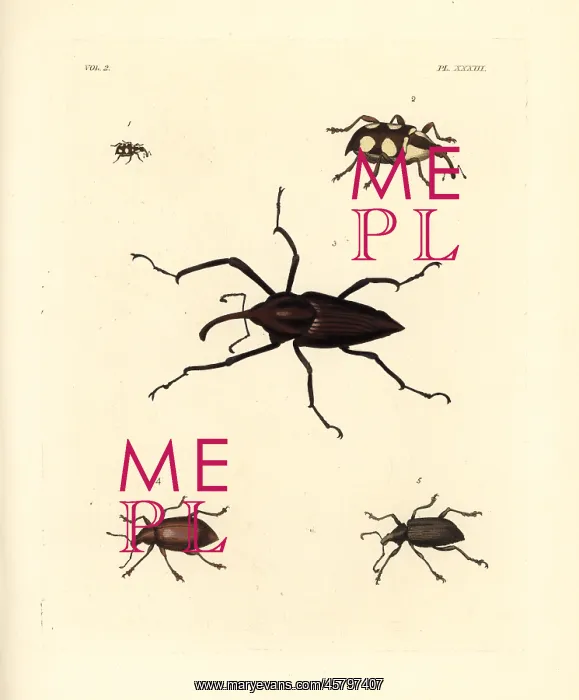 : Exotic weevils : Exotic weevils