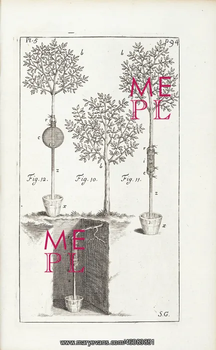 : Experiment on an apple tree : Experiment on an apple tree