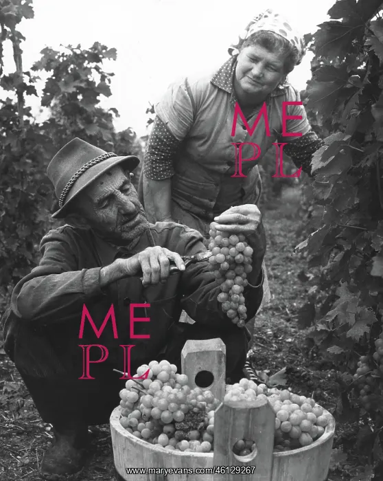 : Experimental Grape Cultivaing in Budapest : Experimental Grape Cultivaing in Budapest