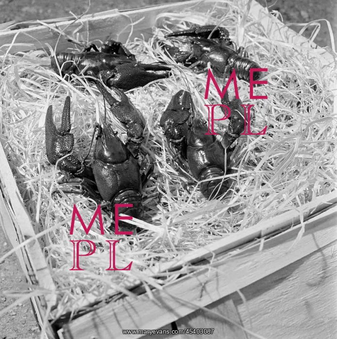 : Export article - crayfish - commodity - hard currency : Export article - crayfish - commodity - hard currency