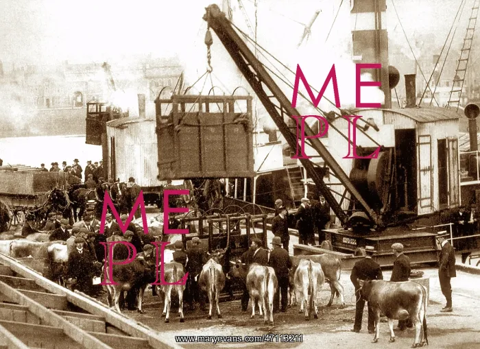  : Exporting cows from Jersey, early 1900s