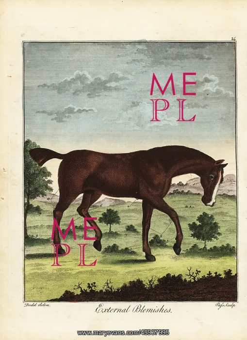 : External blemishes on a horse, 18th century : External blemishes on a horse, 18th century