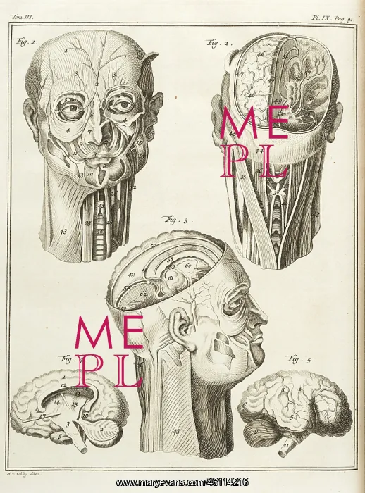 : External and internal parts of the human head : External and internal parts of the human head