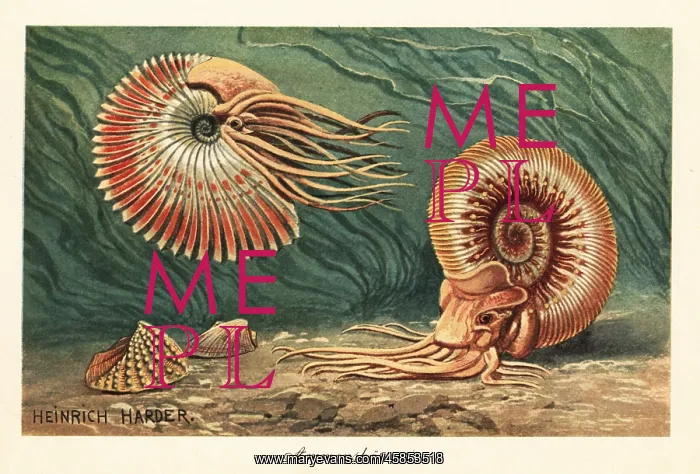 : Extinct ammonites swimming in the ocean : Extinct ammonites swimming in the ocean