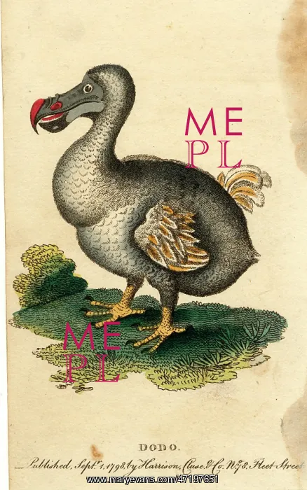  : Extinct Bird - The Dodo