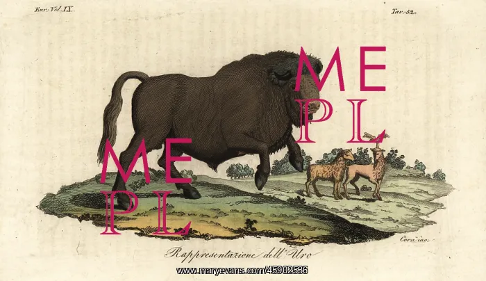 : Extinct bull aurochs, Bos primigenius : Extinct bull aurochs, Bos primigenius