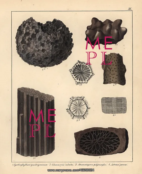 : Extinct coral and sponge fossils : Extinct coral and sponge fossils