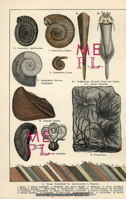 : Extinct crinoids, ammonites and squid : Extinct crinoids, ammonites and squid
