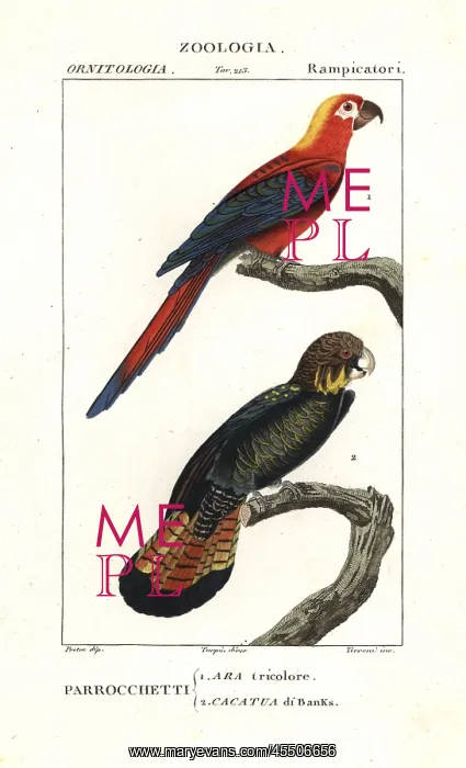 : Extinct Cuban red macaw, Ara tricolor, and : Extinct Cuban red macaw, Ara tricolor, and