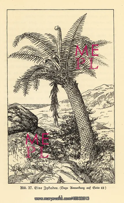 : Extinct cycad tree : Extinct cycad tree