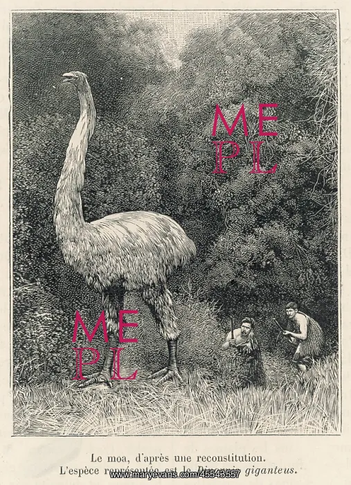  : Extinct - Dinornis - Moa