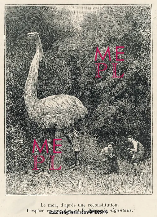  : Extinct - Dinornis - Moa