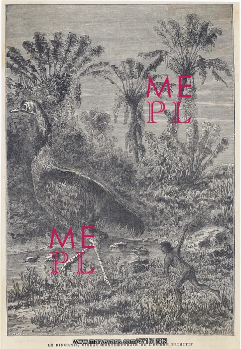 : Extinct dinornis or moa, aepyornis ingens : Extinct dinornis or moa, aepyornis ingens