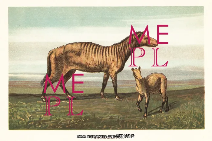 : Extinct equid, Protorohippus venticolum : Extinct equid, Protorohippus venticolum