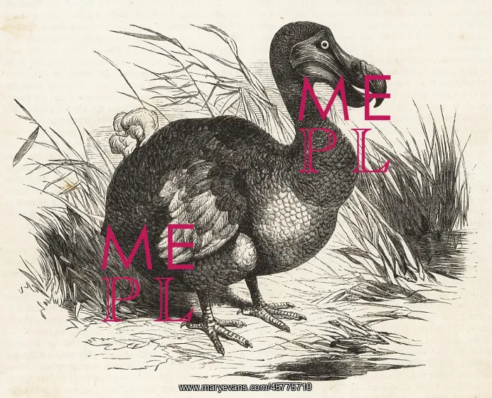 : Extinct flightless bird, the Dodo, Raphus cucullatus : Extinct flightless bird, the Dodo, Raphus cucullatus