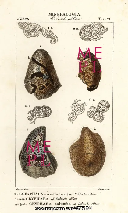 : Extinct foam oysters or devil's toenails, Gyphaea species : Extinct foam oysters or devil's toenails, Gyphaea species
