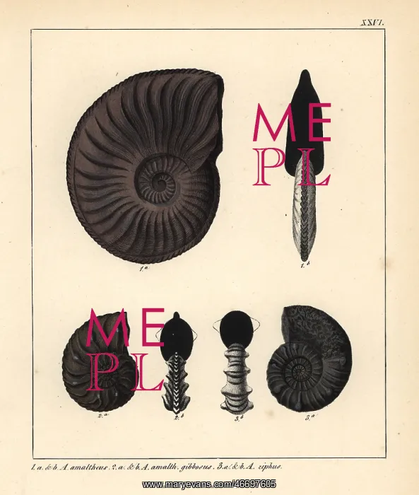 : Extinct fossil Ammonites amaltheus, A gibbosus and A ziphus : Extinct fossil Ammonites amaltheus, A gibbosus and A ziphus