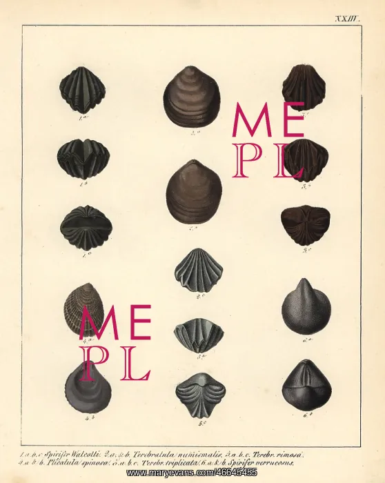 : Extinct fossil brachipods : Extinct fossil brachipods