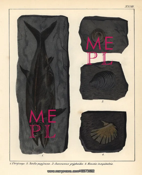 : Extinct fossil fish Thryssops, and shells Patella : Extinct fossil fish Thryssops, and shells Patella