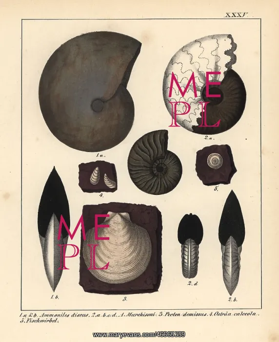 : Extinct fossil gastropods and oysters : Extinct fossil gastropods and oysters