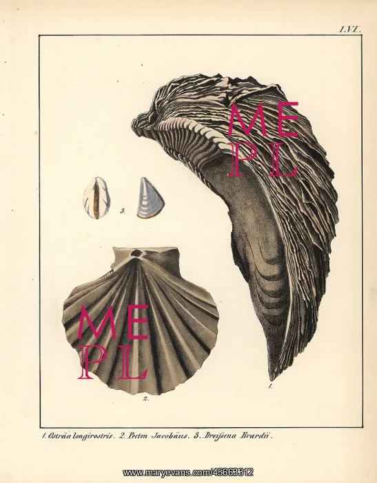 : Extinct fossil of an oyster Ostraea longirostris : Extinct fossil of an oyster Ostraea longirostris