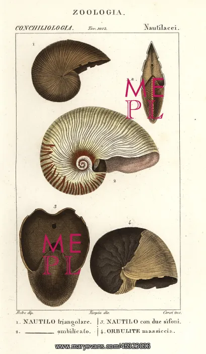 : Extinct fossil shells : Extinct fossil shells