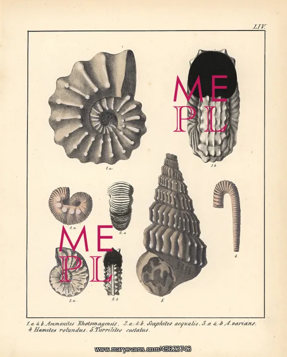 : Extinct gastropods and mollusks: Ammonites : Extinct gastropods and mollusks: Ammonites